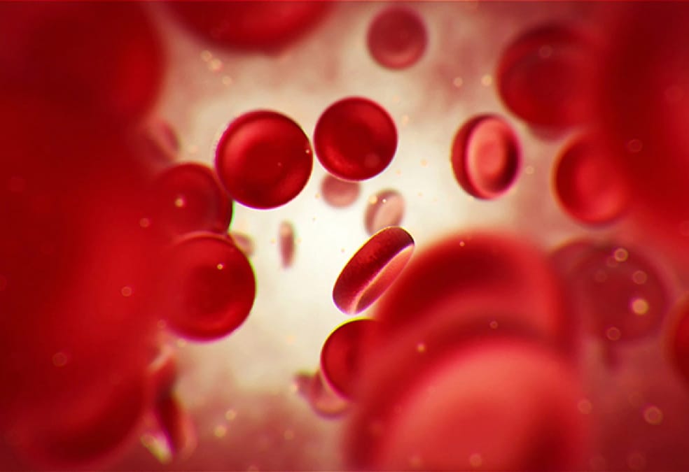 Close-up image of red blood cells illustrating cat kidney disease