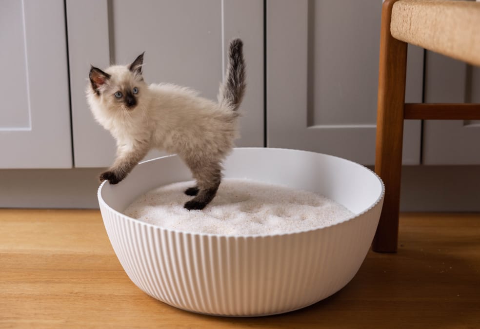 Kitten playing in a bowl of PrettyLitter