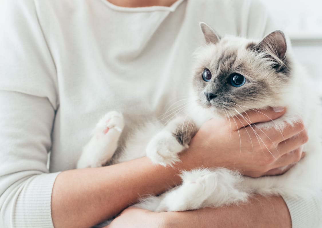 Kitten on a person's hand