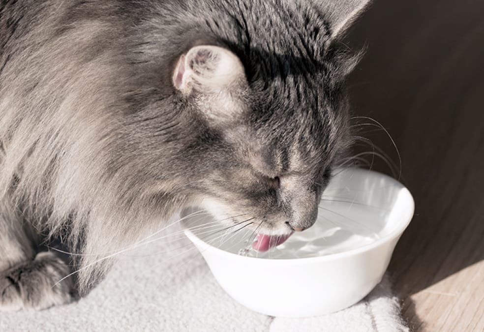 Gray cat drinking from a white bowl