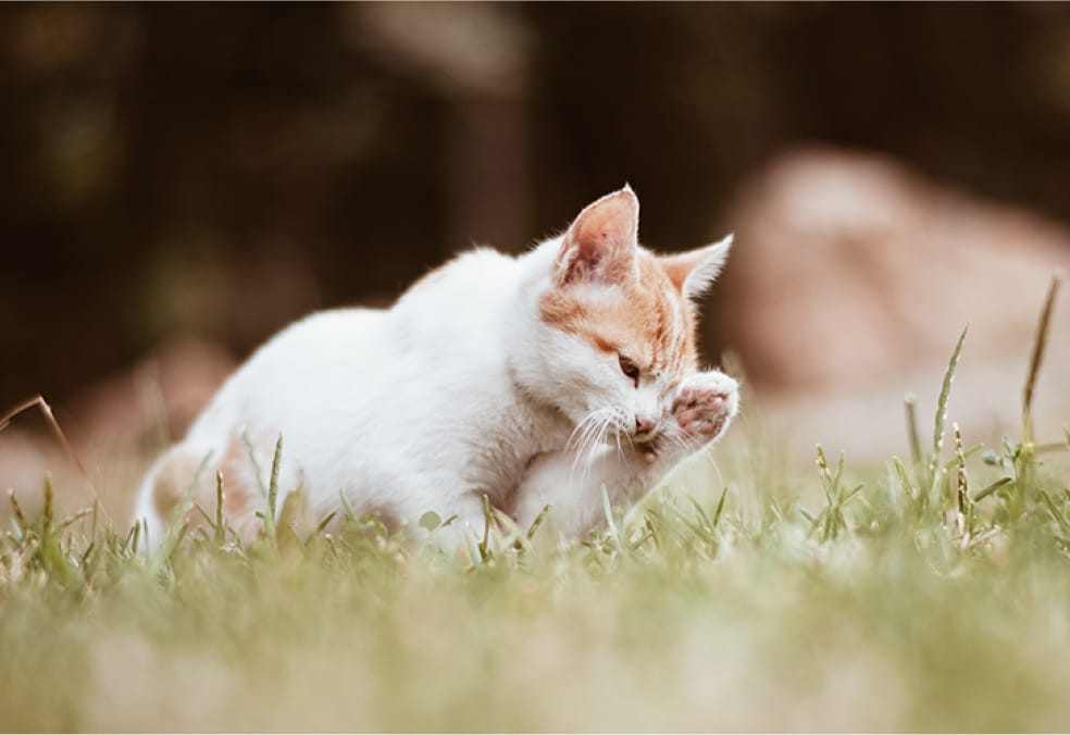 A cat cleaning its paw while sitting on grass.