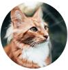 Cat profile image