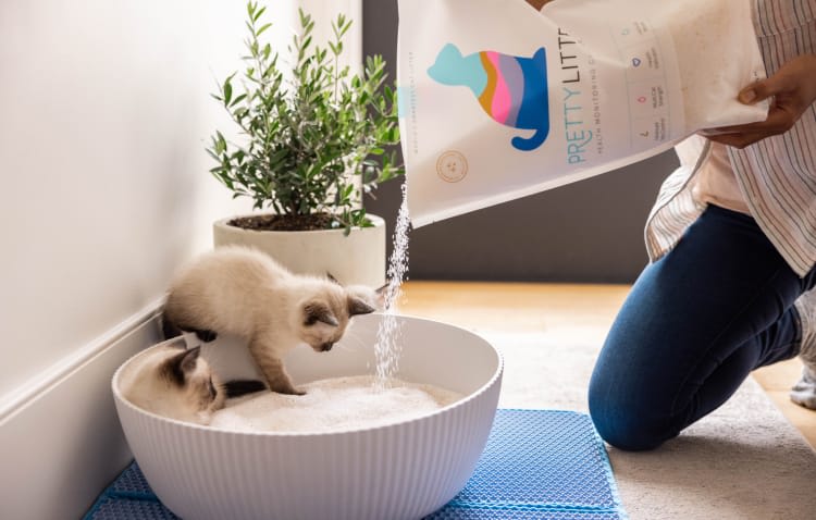 Owner pouring litter into litter box