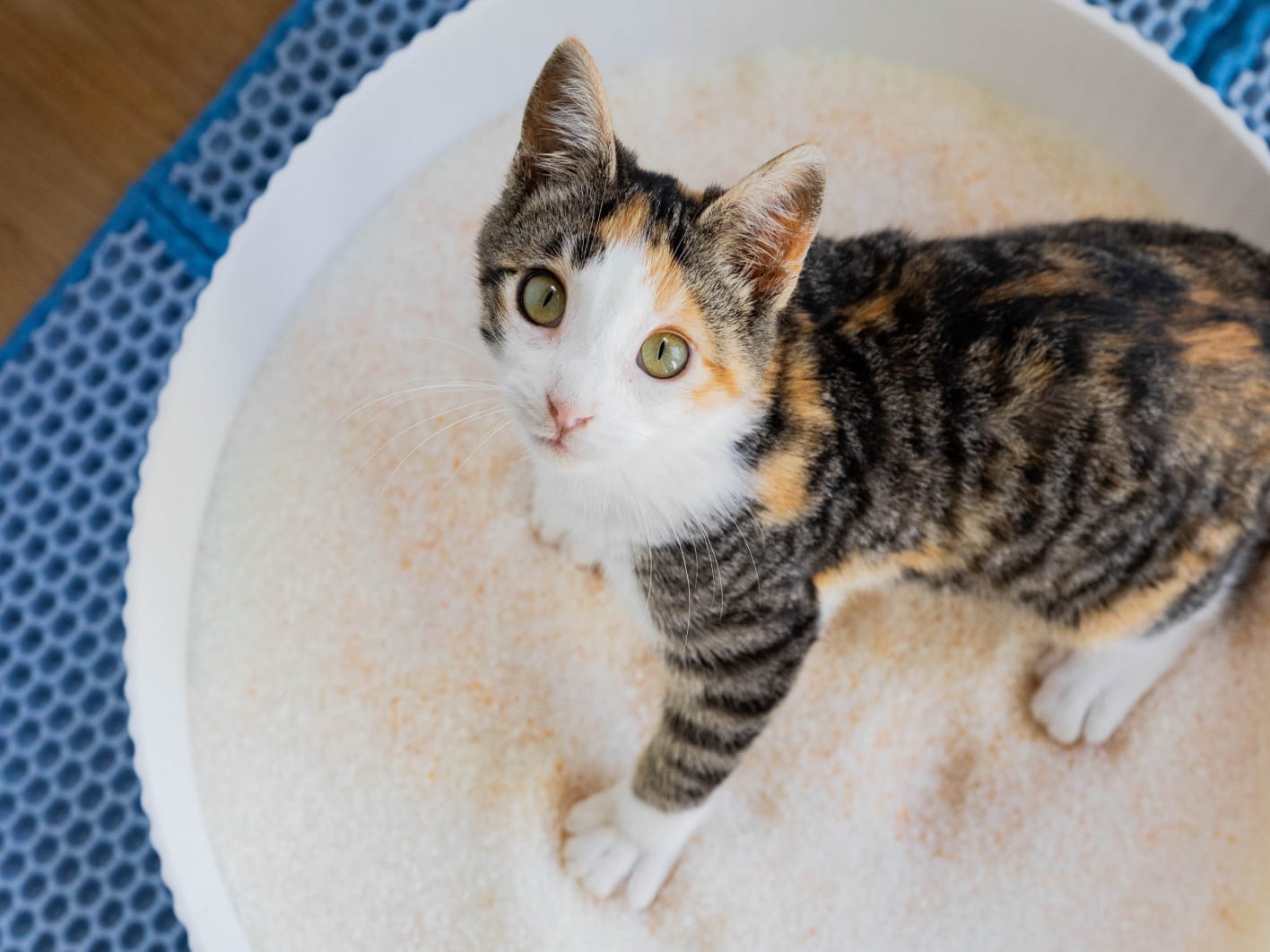 Grey cat next to a bowl of kibble on a blue platform