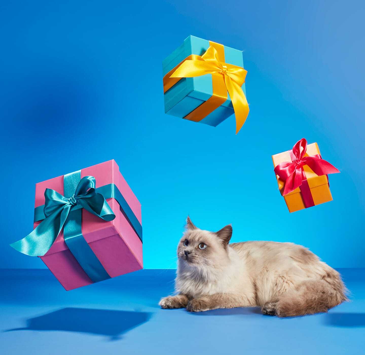 PrettyLitter package with a disco ball background