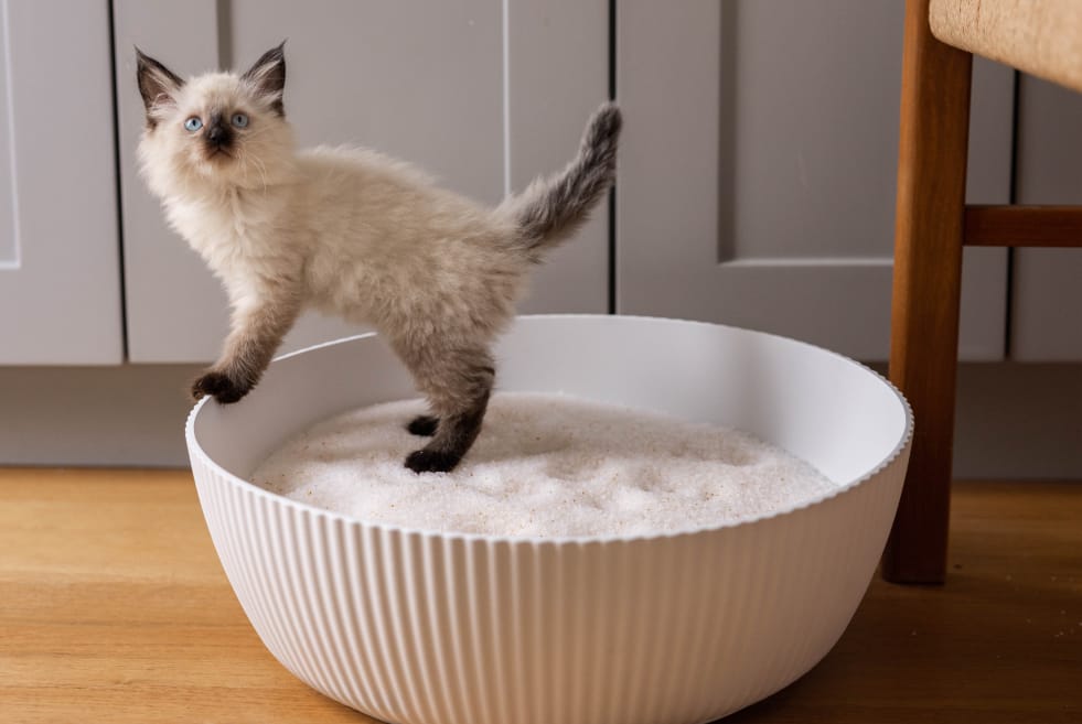 Man scooping cat litter with PrettyLitter Bag