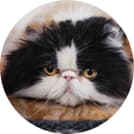 Martha's cat