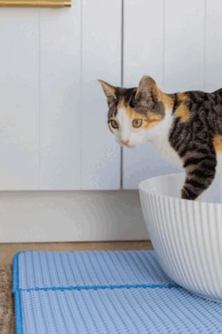 Cat using PrettyLitter in litter box