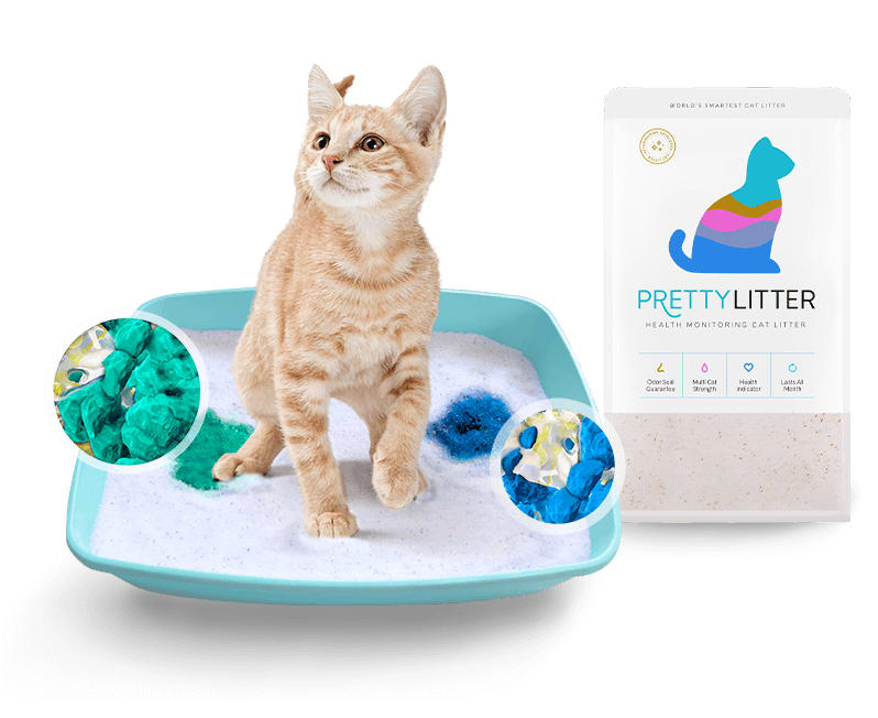 PrettyLitter Tells You What Your Cat Can’t!