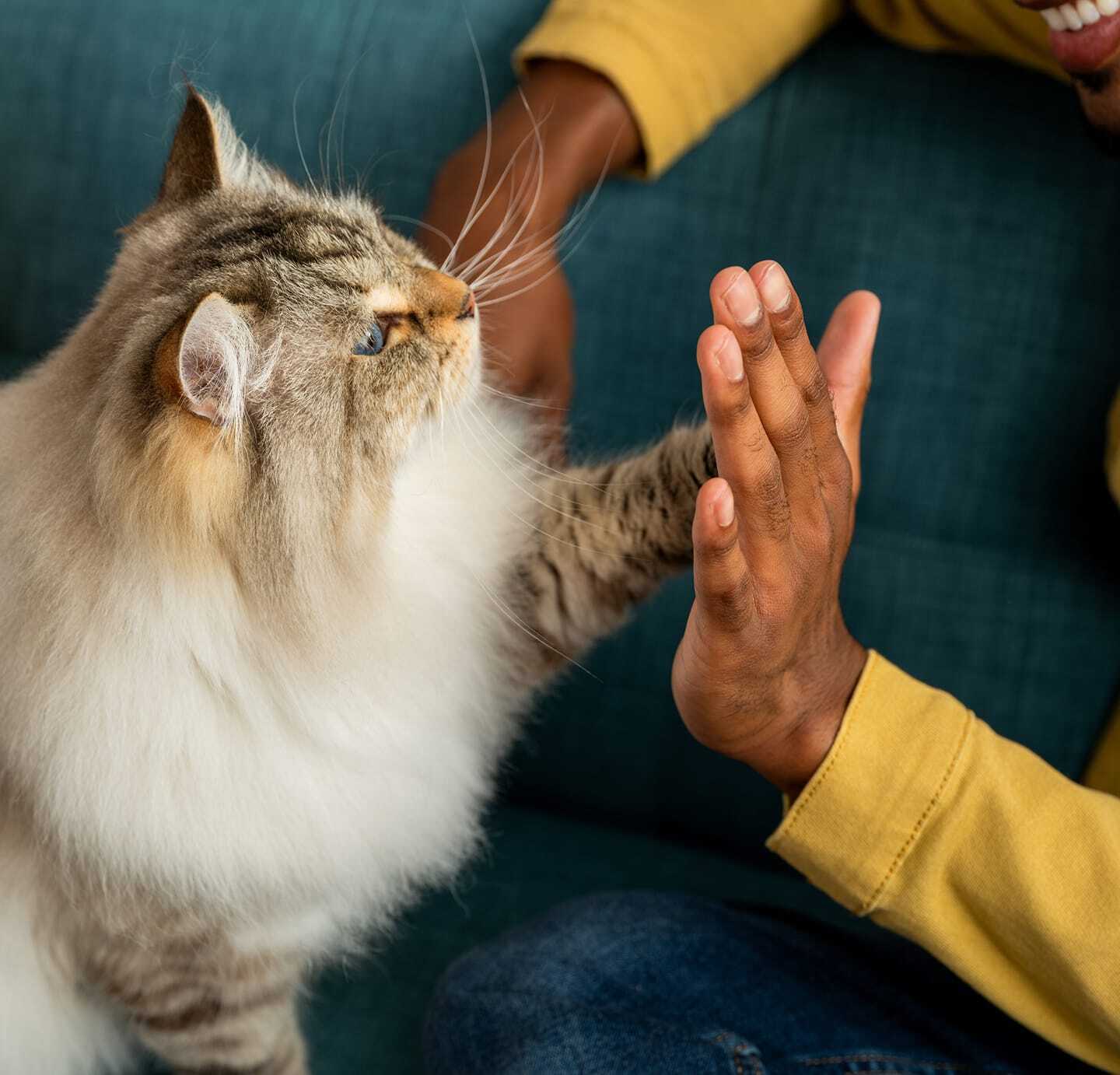 A cat giving a high five