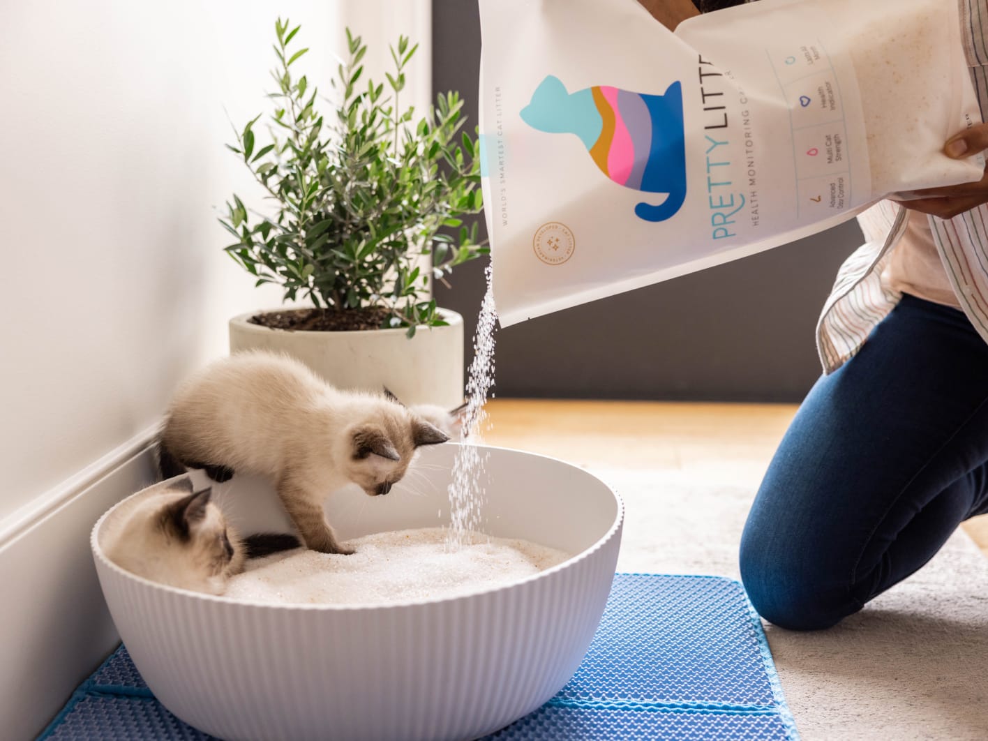 Two kittens playing in a litter box while PrettyLitter is being poured in.