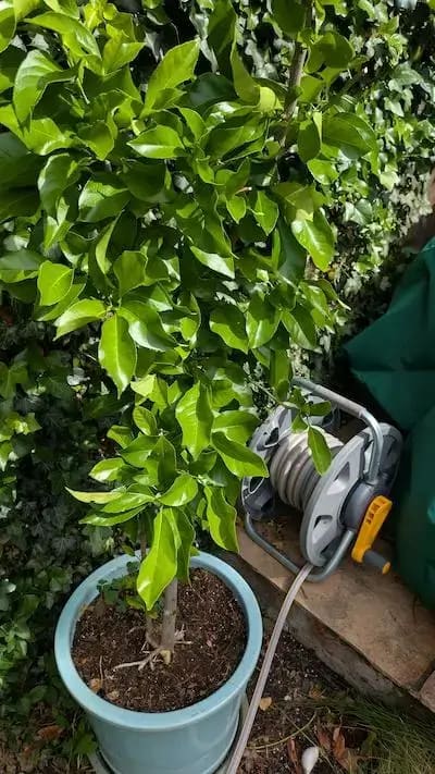 My lemon tree doing very well indeed!