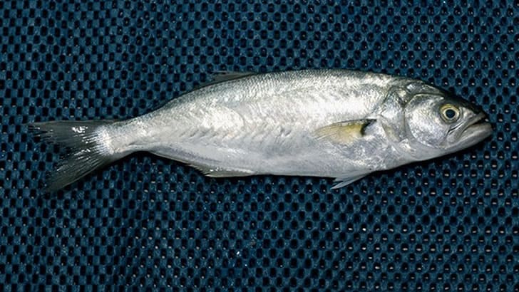 Balık Günleri Merakı Taşıyanlara Evladiyelik Tüyolar