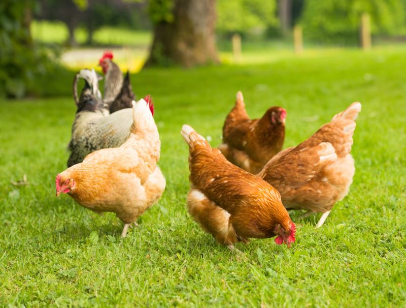 What is Poultry Farming?