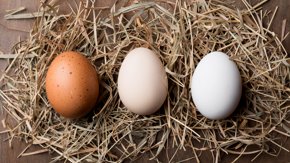Poultry Farming Business Plan Products and Services