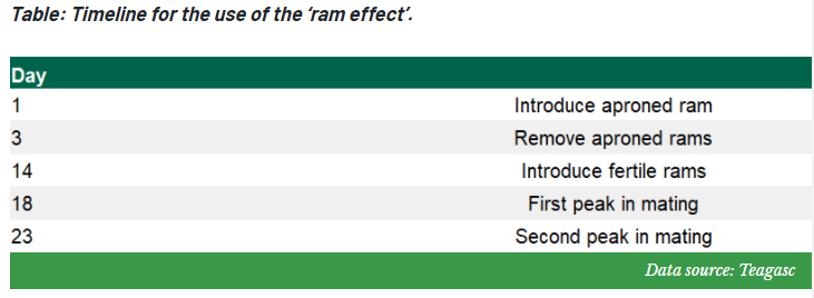 Teagasc says that upon introduction of adult rams