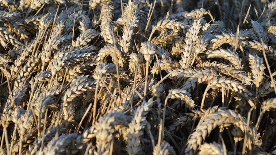 Colosseum Wheat C DJ