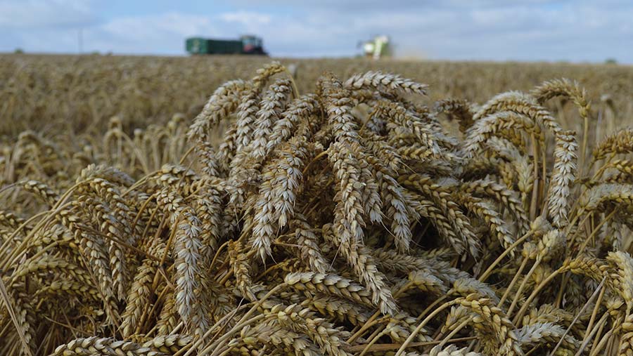 Theodore Wheat