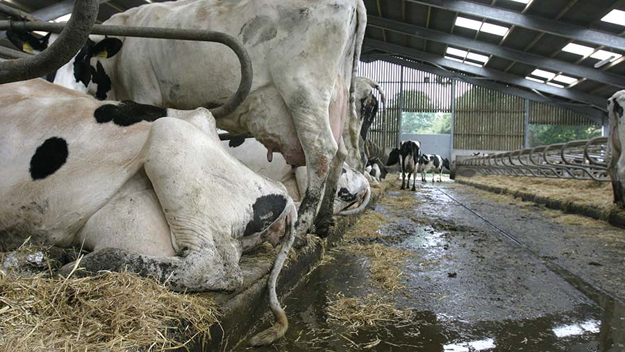 Holstein Cow