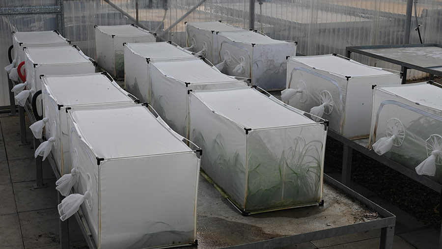 Syngenta BYDV Aphid Nursery Whittlesford