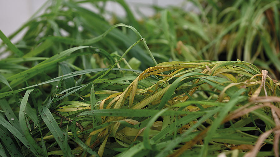 BYDV Research Aphid Colony Acquiring Virus 4