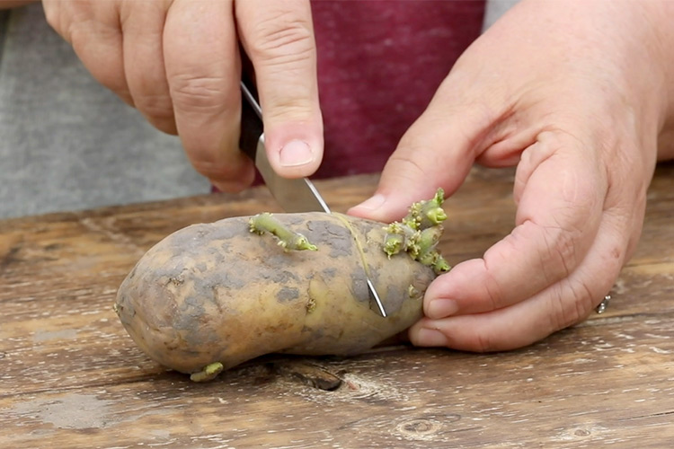 How to grow potatoes cut seed potatoes into chunks with eyes