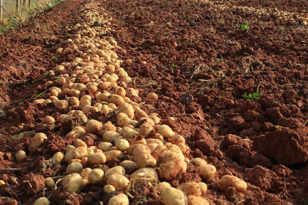 How to Grow Potatoes?