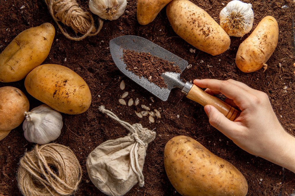 How to Plant Potatoes?