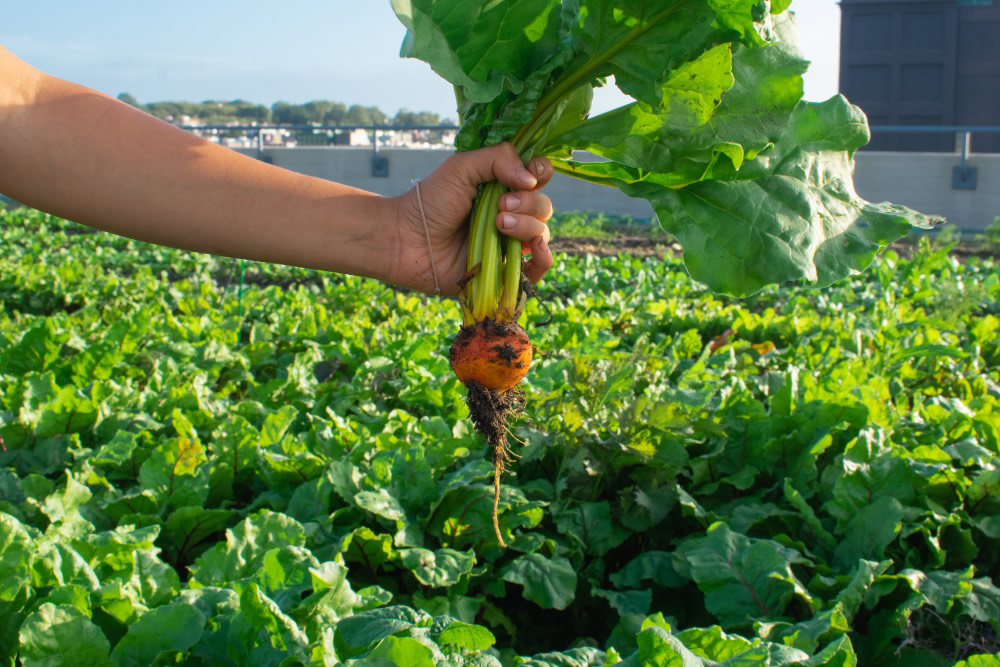 Planting Perfect Carrots
