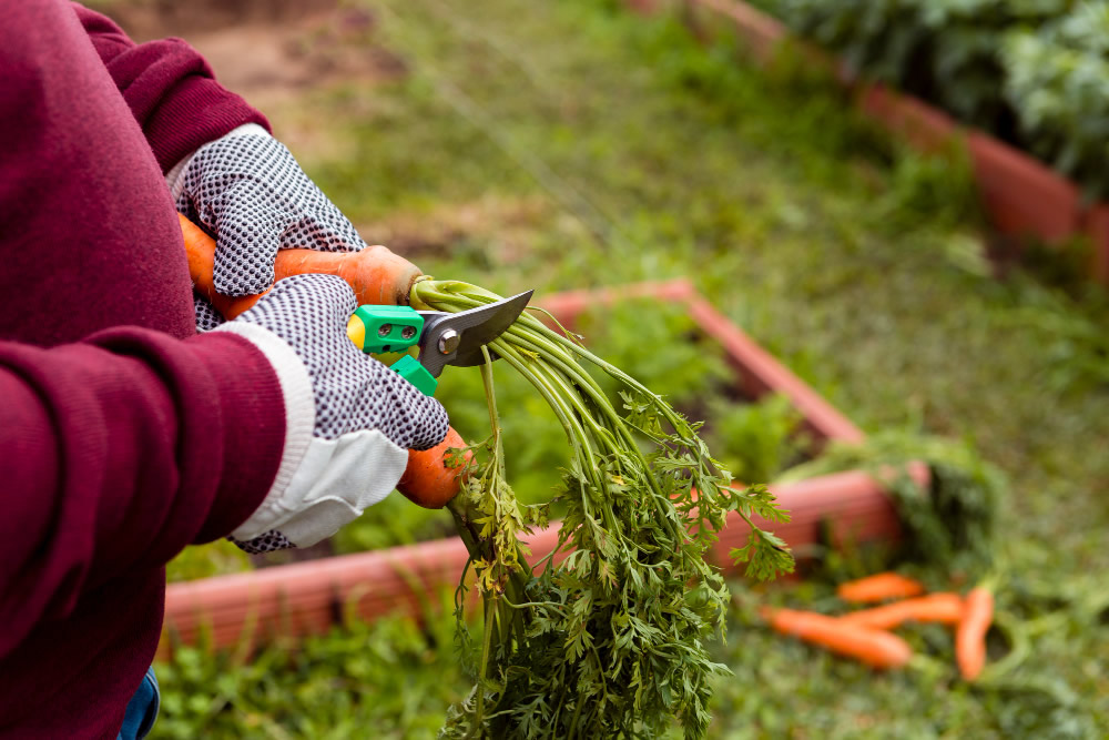 Cultivating Carrots in Containers