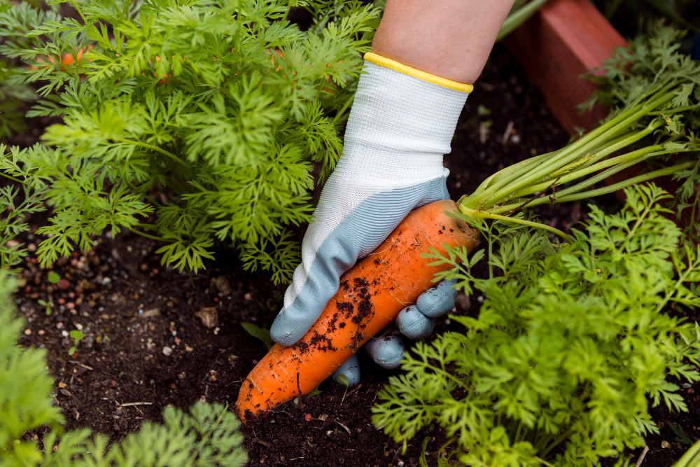 Cultivating Carrots with Care