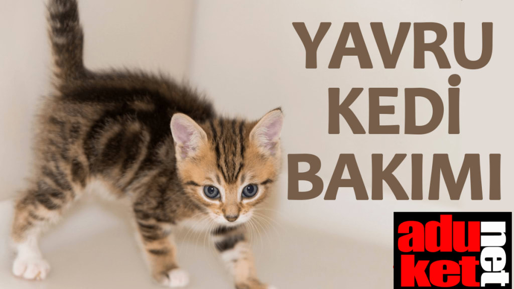 Yavru Kedi Bakımı