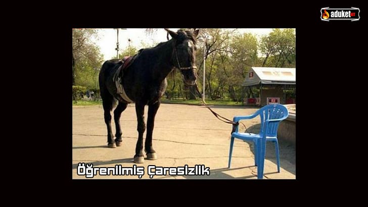 Öğrenilmiş Çaresizlik Nedir