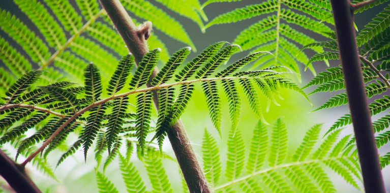 au vert