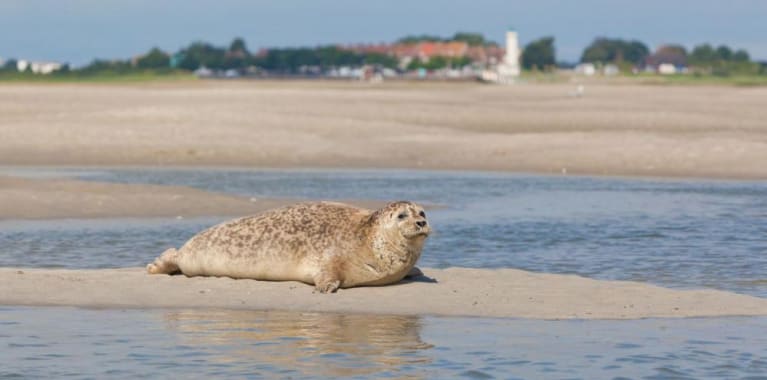 Baie de somme