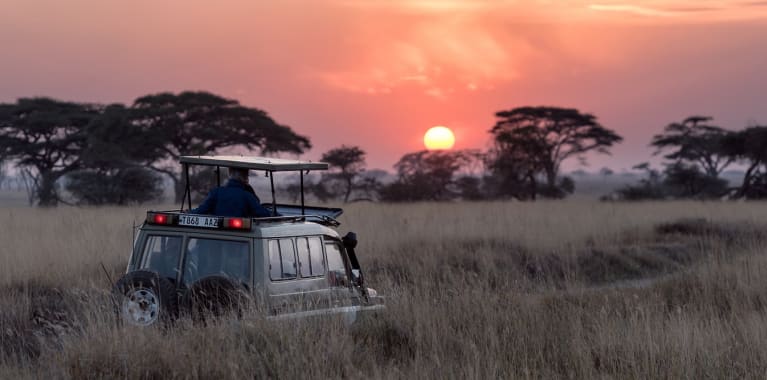 safari