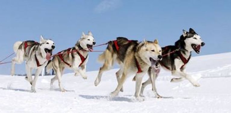 mushing