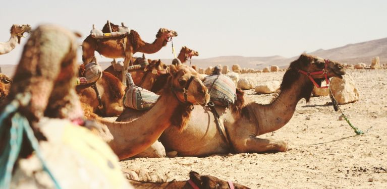 dromadaires promenade collègues activité marrakech maroc terres d'amanar