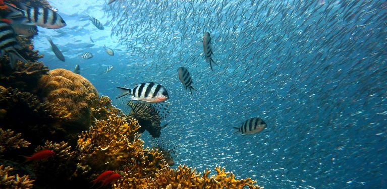 plongée sur épave croatie sous marine