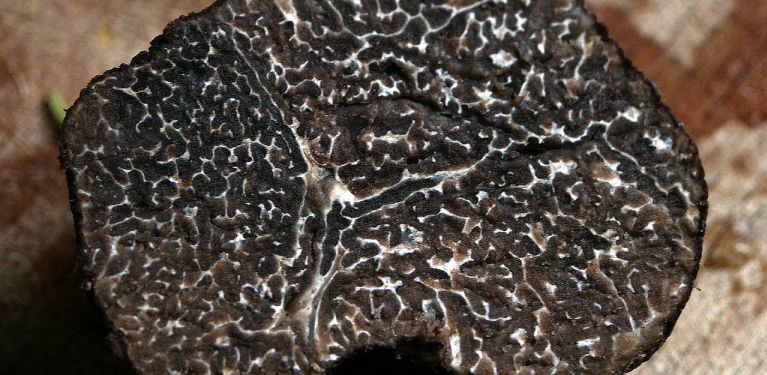 truffe noire croatie dégustation