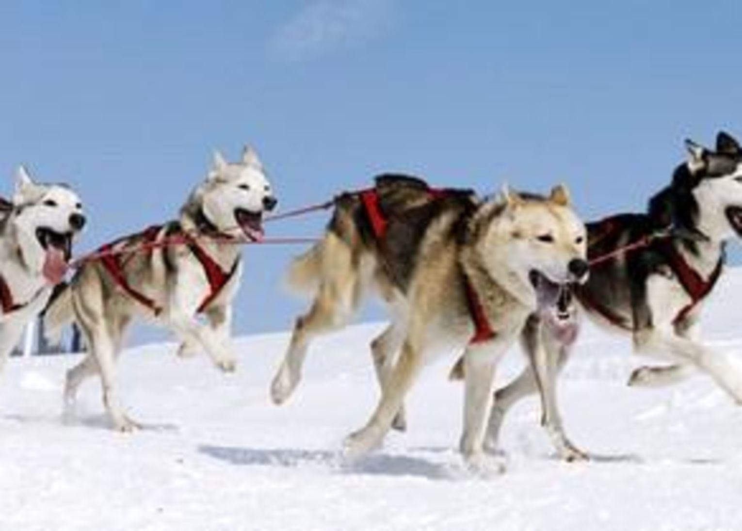 mushing