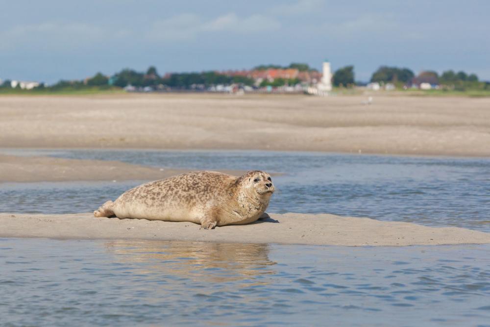 Baie de somme