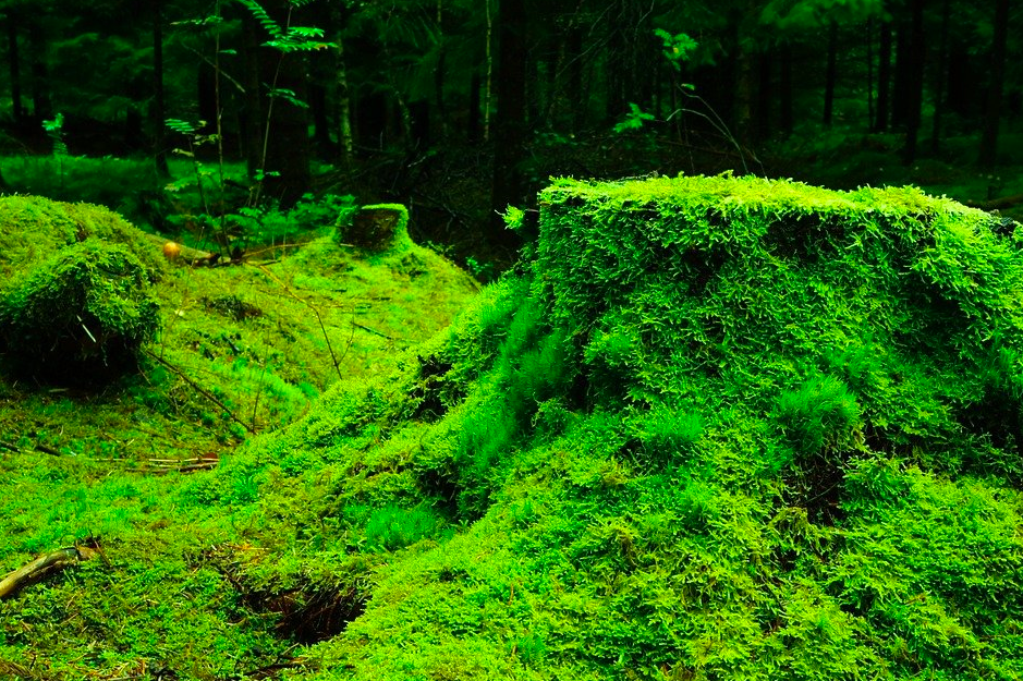au vert