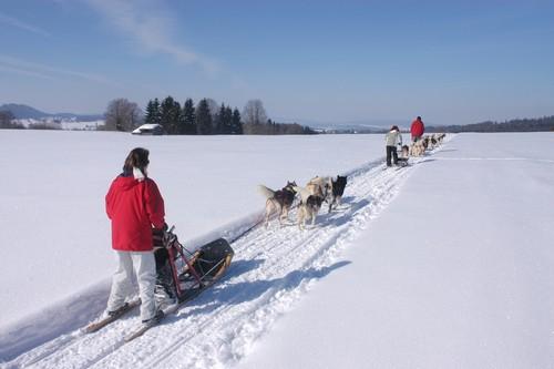 mushing