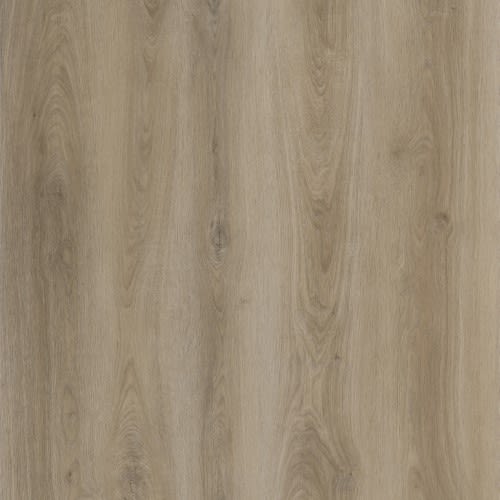 Shasta Oak