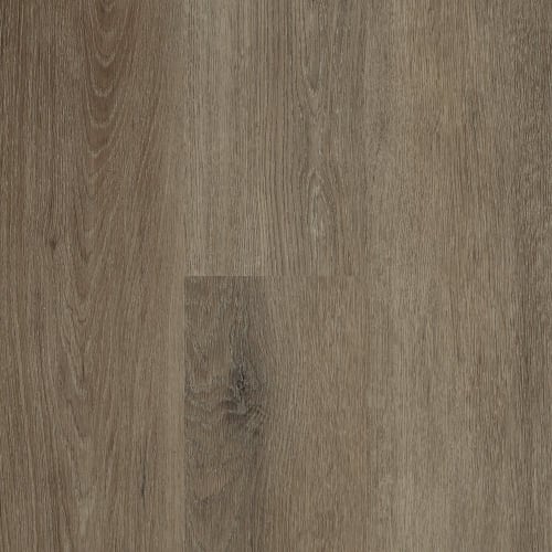 Tan Oak