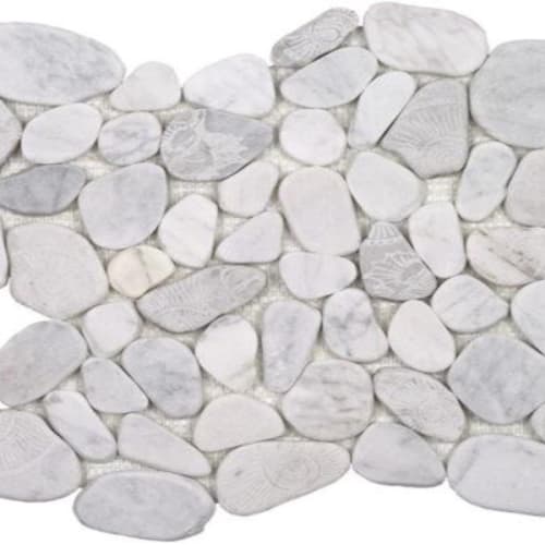 Fossil Carrara