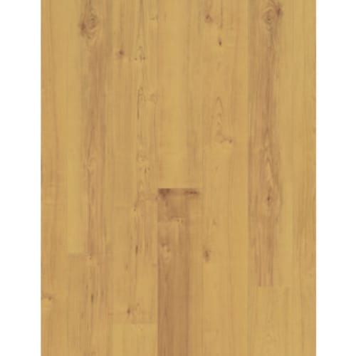 Norwegian Maple