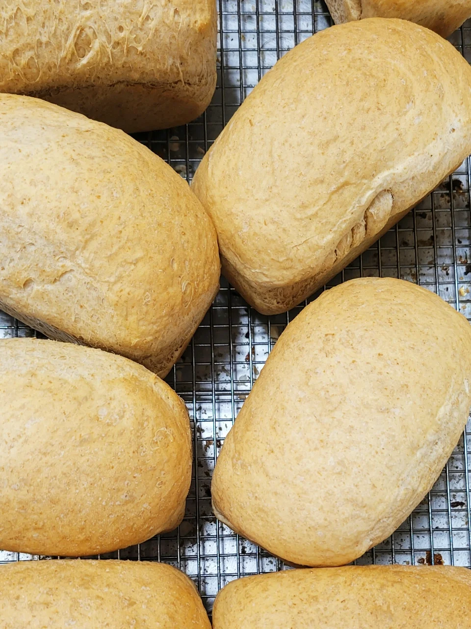 Honey Wheat Mini Loaf