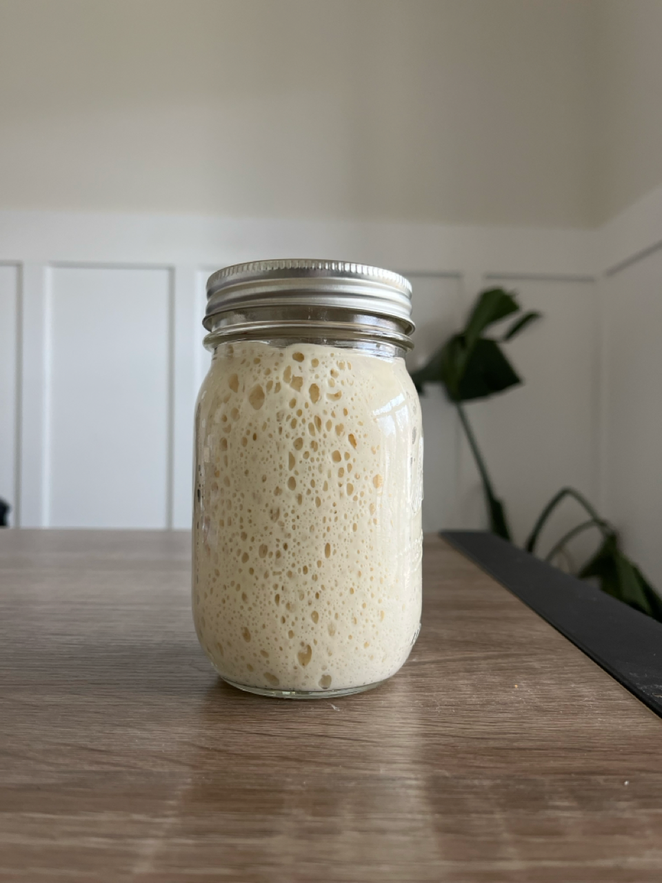 Sourdough Starter